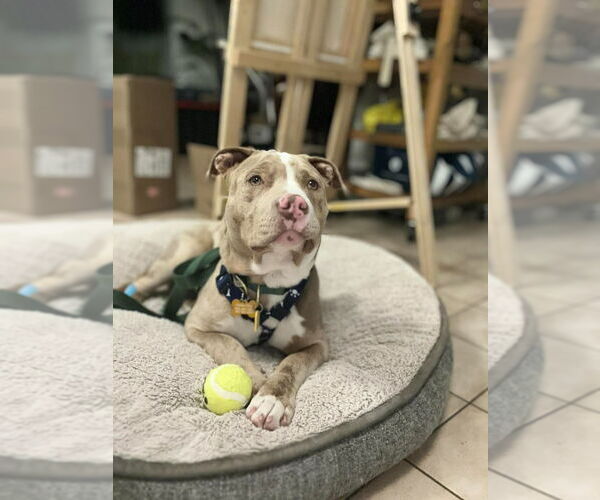 Medium Photo #7 American Bulldog Puppy For Sale in Brights Grove, Ontario, Canada