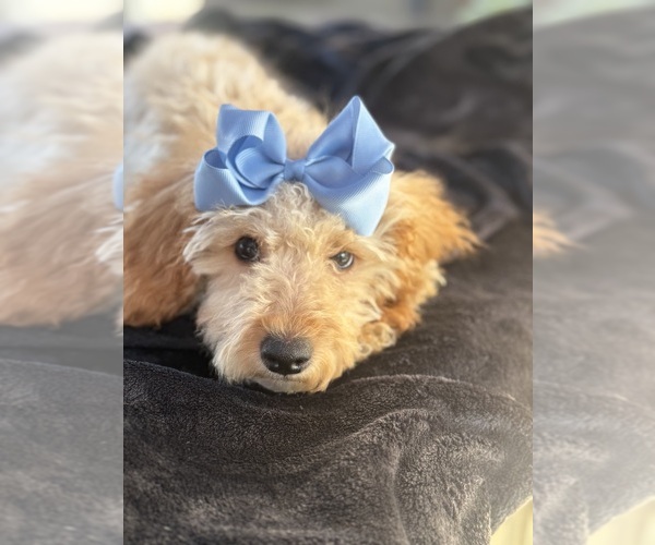 Medium Photo #3 Goldendoodle mix (+ Poodle Miniature) Puppy For Sale in MENIFEE, CA, USA