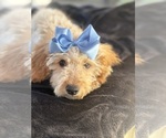 Small Photo #21 Goldendoodle mix (+ Poodle Miniature) Puppy For Sale in MENIFEE, CA, USA
