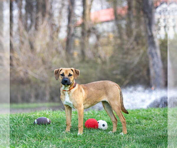 Medium Photo #4 Mutt Puppy For Sale in Unionville, PA, USA