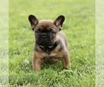 Small #2 French Bulldog