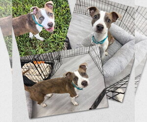Mutt Dogs for adoption in Naples, FL, USA