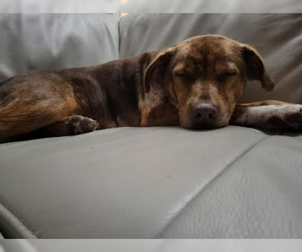 Medium Photo #3 Mutt Puppy For Sale in Elmsford, NY, USA