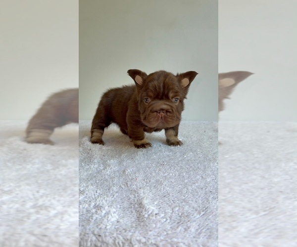 Medium Photo #15 French Bulldog Puppy For Sale in SAN DIEGO, CA, USA