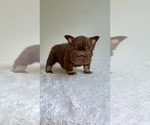 Small #14 French Bulldog