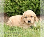 Small #3 Golden Retriever