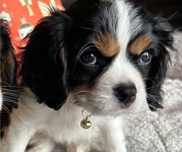 Full screen Photo #2 Cavalier King Charles Spaniel Puppy For Sale in LAWRENCE, MI, USA