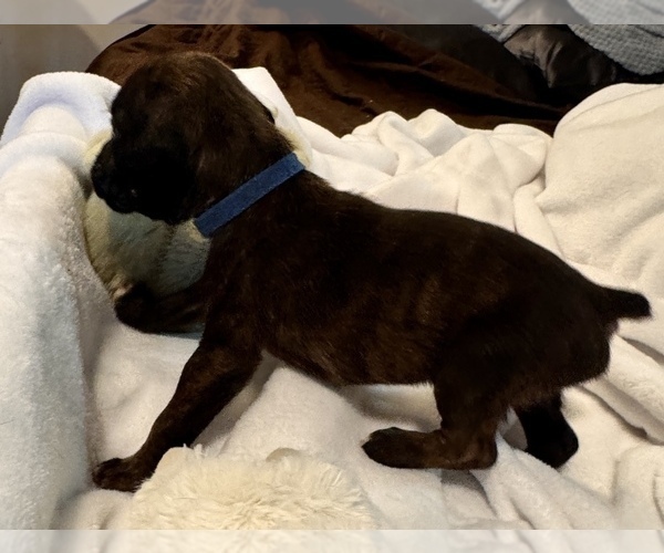 Medium Photo #1 Boxer Puppy For Sale in LANSING, MI, USA