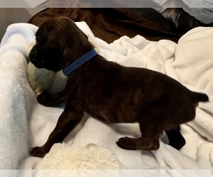 Boxer Puppy for sale in LANSING, MI, USA