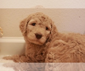 Goldendoodle Puppy for sale in BRIGHTON, MO, USA