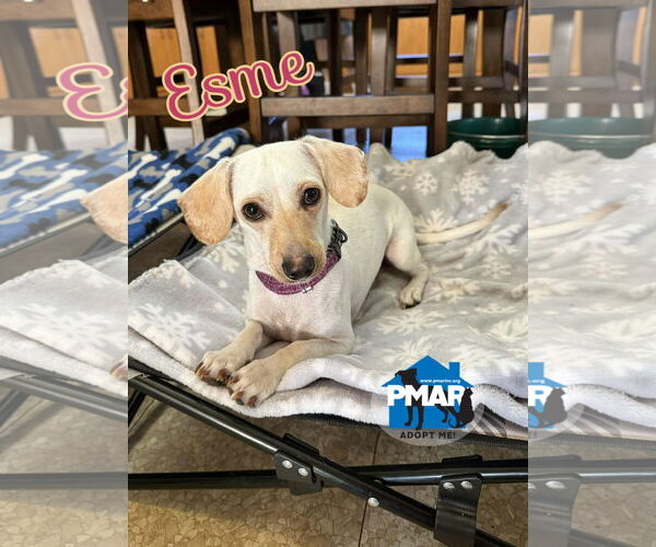 Medium Photo #2 Chihuahua-Unknown Mix Puppy For Sale in Binghamton, NY, USA