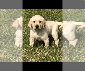 Labrador Retriever Puppy for sale in TRAVELERS REST, SC, USA