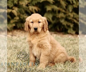 Golden Retriever Puppy for sale in GORDONVILLE, PA, USA