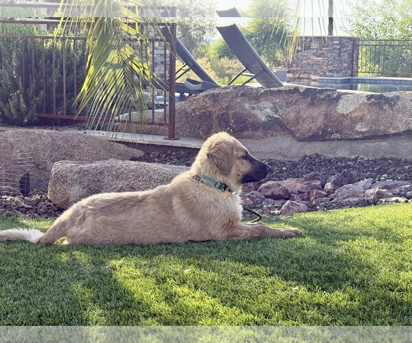 Medium Photo #5 Basset Retriever Puppy For Sale in Cave Creek, AZ, USA