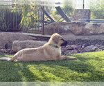 Small #4 Basset Retriever