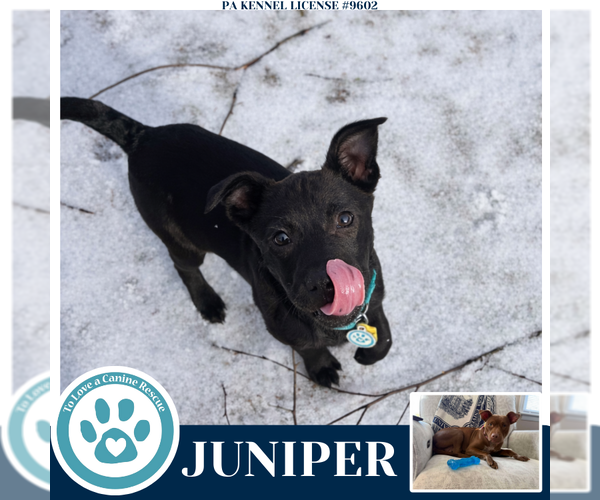 Medium Photo #4 Mutt Puppy For Sale in Kimberton, PA, USA