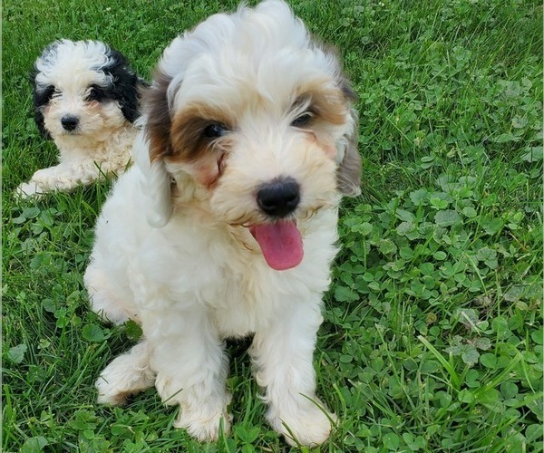 Medium Photo #5 Bernedoodle (Miniature) Puppy For Sale in LEETONIA, OH, USA