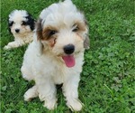 Small #4 Bernedoodle (Miniature)