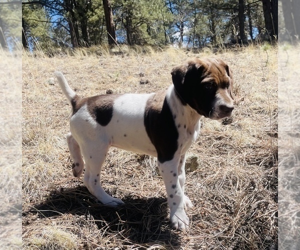 Medium Photo #5 German Shorthaired Pointer Puppy For Sale in WOODLAND PARK, CO, USA