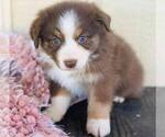 Small Photo #3 Australian Shepherd Puppy For Sale in GEORGETOWN, TX, USA
