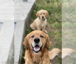 Mother of the Golden Retriever puppies born on 04/15/2021