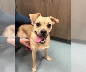 Puggle Dogs for adoption in Baytown, TX, USA