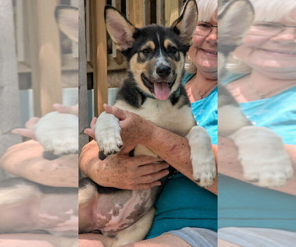 Medium Photo #4 Mutt Puppy For Sale in Oak Bluffs, MA, USA
