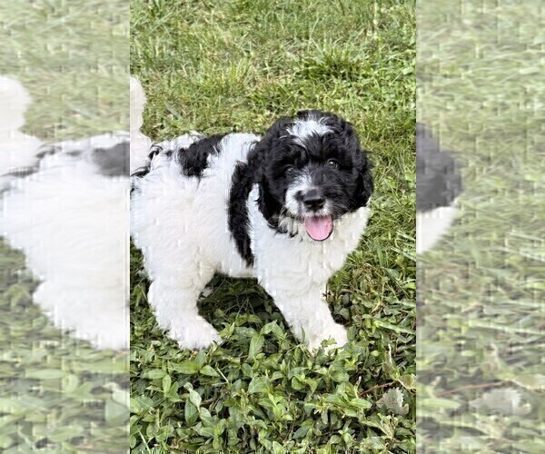 Medium Photo #122 Aussiedoodle Puppy For Sale in ASHEVILLE, NC, USA
