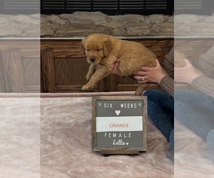 Golden Retriever Puppy for sale in HAYSVILLE, KS, USA