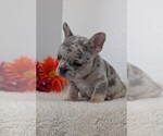 Small Photo #28 French Bulldog Puppy For Sale in GOSHEN, IN, USA
