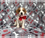 Small #5 Cavalier King Charles Spaniel-Jack Russell Terrier Mix