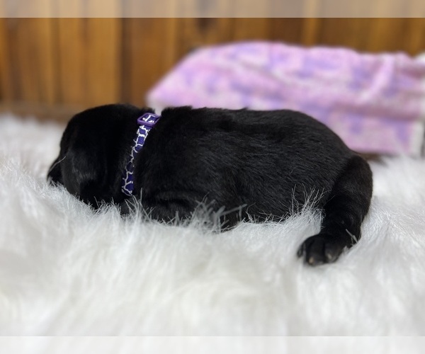 Medium Photo #6 Labrador Retriever Puppy For Sale in NEOLA, WV, USA