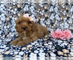 Small #1 Cavapoo (Miniature)