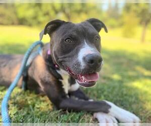 American Pit Bull Terrier Dogs for adoption in Sacramento, CA, USA