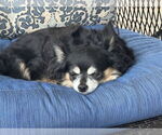 Small Chihuahua