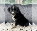 Small #5 Australian Shepherd