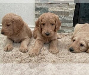 Goldendoodle Puppy for sale in BLOOMINGTON, CA, USA