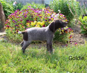 German Shorthaired Pointer Puppy for sale in RAGERSVILLE, OH, USA