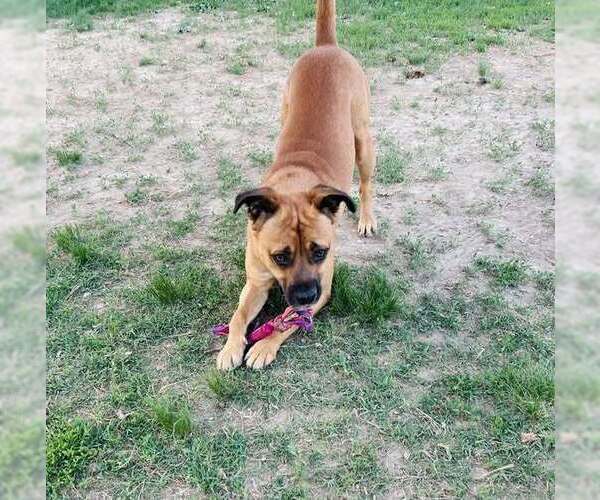 Medium Photo #2 Boxer-Unknown Mix Puppy For Sale in Evansville, IN, USA