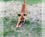 Small #1 Boxer Mix
