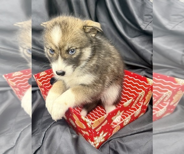 Medium Photo #10 Pomsky-Shiba Inu Mix Puppy For Sale in NASHUA, NH, USA