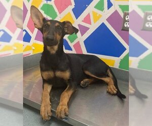 Doberman Pinscher Dogs for adoption in Baytown, TX, USA