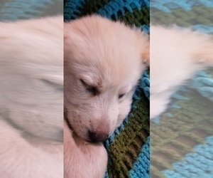 Golden Pyrenees-Great Pyrenees Mix Puppy for sale in RAVENNA, MI, USA