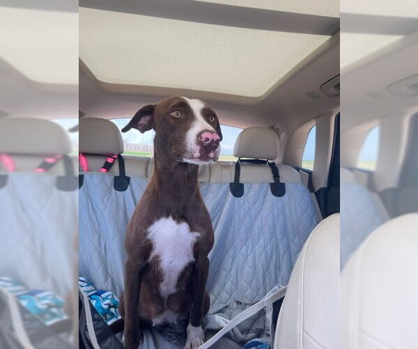 Medium Photo #10 Lab-Pointer Puppy For Sale in Houston, TX, USA
