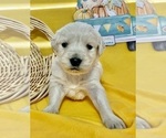 Small Photo #5 English Cream Golden Retriever Puppy For Sale in DEARBORN, MO, USA