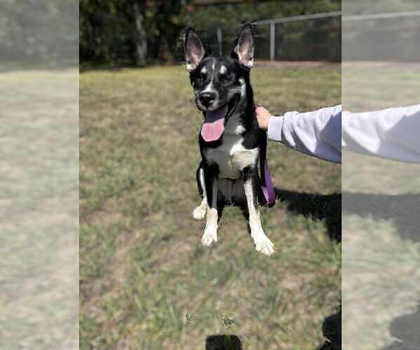 Medium Photo #1 Huskies -Unknown Mix Puppy For Sale in Springdale, PA, USA
