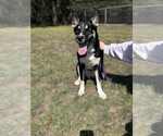 Small Huskies  Mix