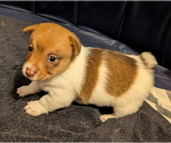 Medium Photo #3 Cairn Terrier-Unknown Mix Puppy For Sale in The Woodlands, TX, USA