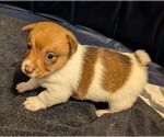 Small #2 Cairn Terrier Mix