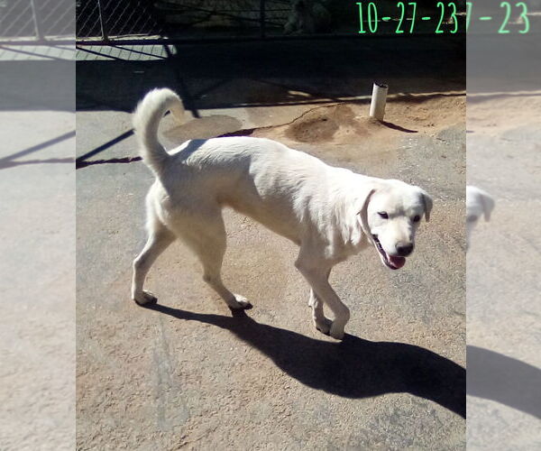 Medium Photo #8 Mutt Puppy For Sale in Apple Valley, CA, USA